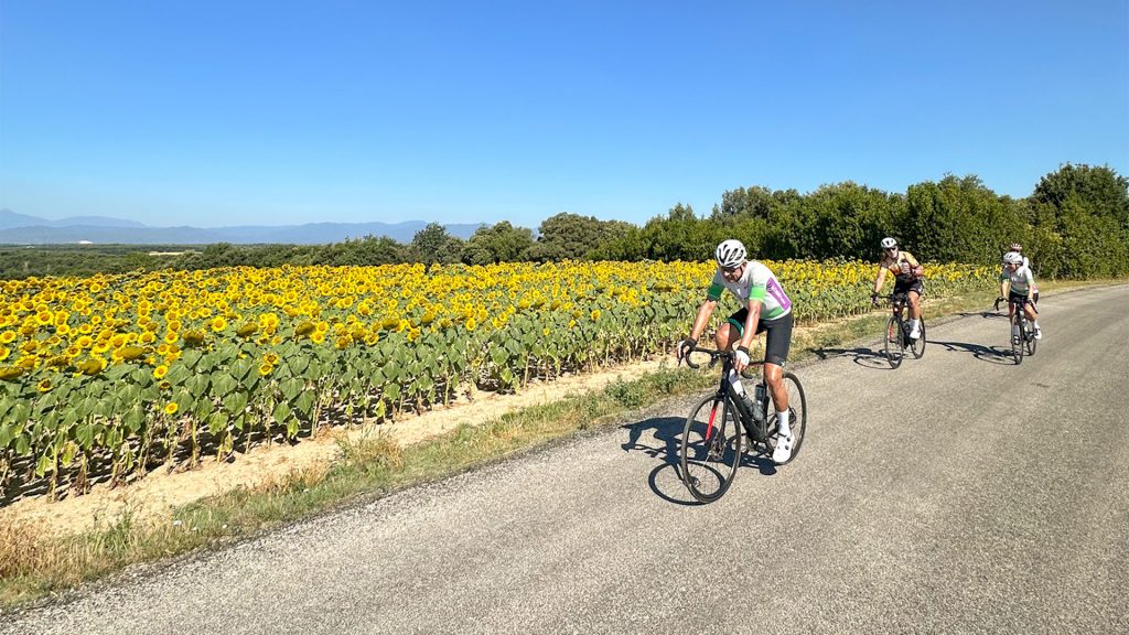 09-sunflower-field